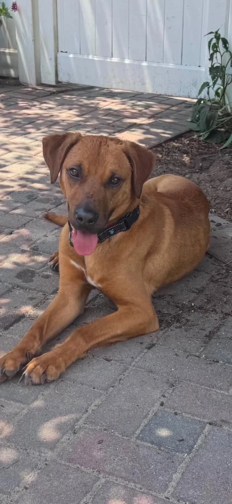 An adult large-sized male Retriever dog named Atlas for adoption in Holbrook, NY