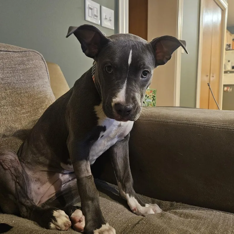 A young medium-sized female Gray / Blue / Silver Pit Bull Terrier dog named Beauty for adoption in South Elgin, IL