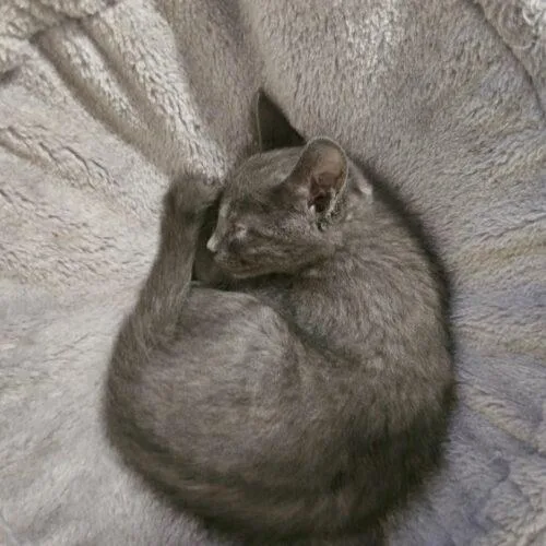A baby small-sized male Gray / Blue / Silver Domestic Short Hair cat named Groot for adoption in Canal Winchester, OH