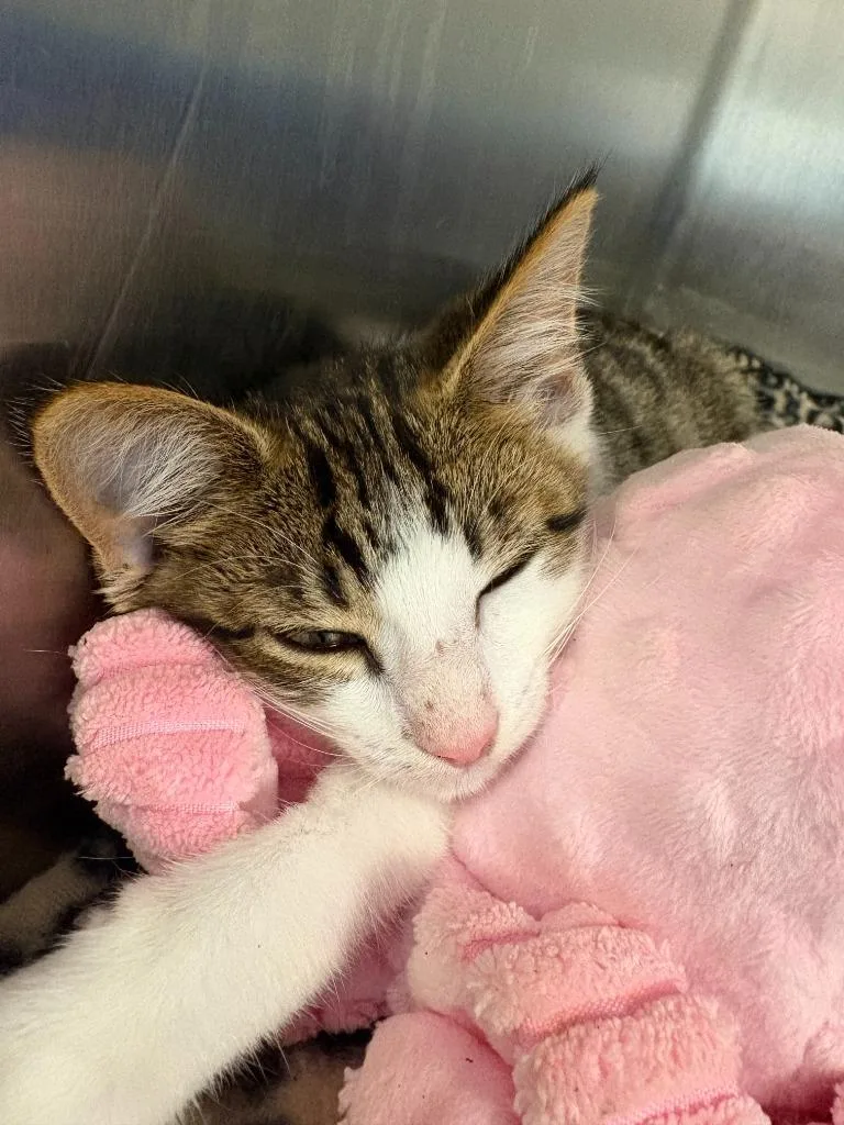 A baby medium-sized male Domestic Short Hair cat named Maroon for adoption in Athens, AL