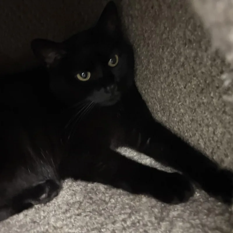 A young large-sized female Black Domestic Short Hair cat named Kat for adoption in Evansville, IN
