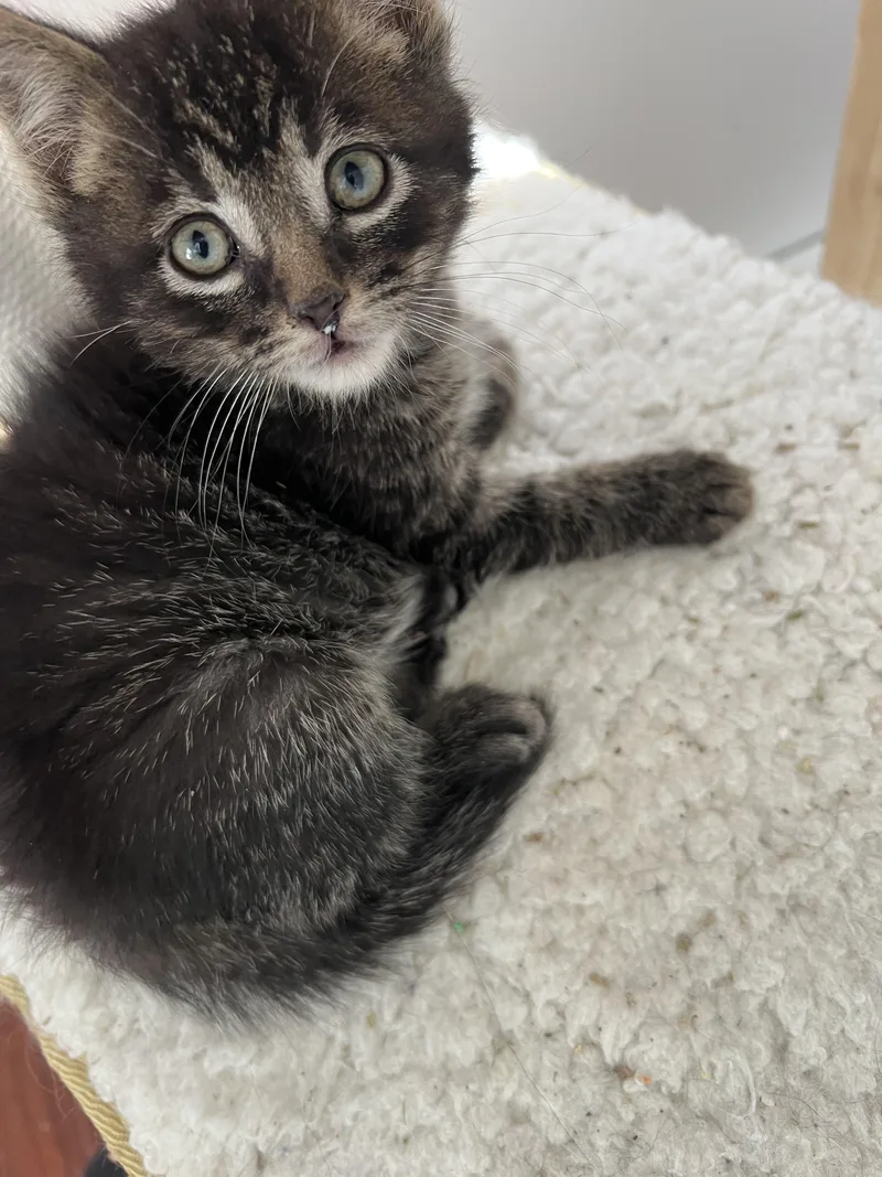 A baby small-sized male Tabby (Brown / Chocolate) Tabby cat named Yertyl for adoption in Brighton, MI