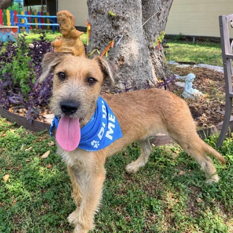 A young medium-sized male Terrier dog named Viktor for adoption in Laredo, TX