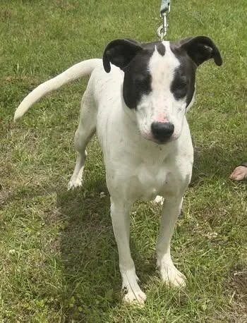 Cooper thumbnail 2