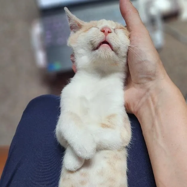 A baby small-sized male White Domestic Short Hair cat named Whiskers for adoption in Waukesha, WI
