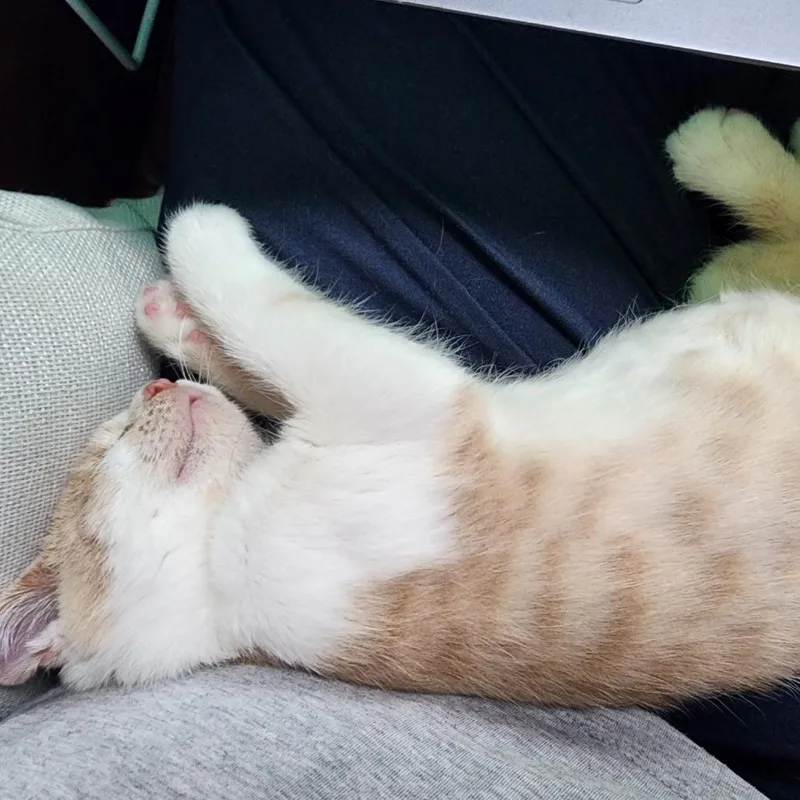 Whiskers thumbnail 3