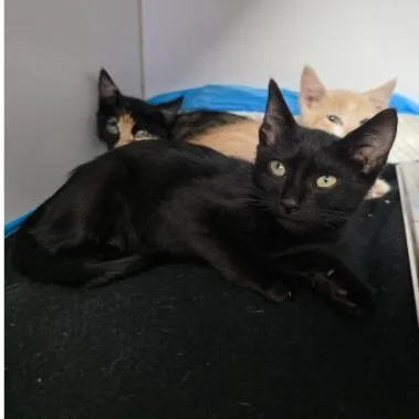 A baby small-sized female Black Domestic Short Hair cat named Fin Carlsbad for adoption in Denver, CO