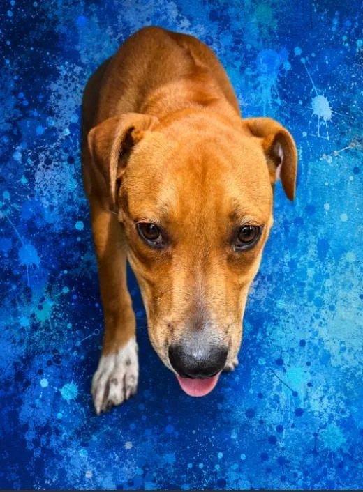 A young medium-sized male Black Mouth Cur dog named Thunderbolt for adoption in Wauchula, FL