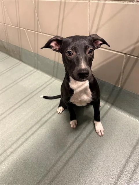 A young medium-sized female Whippet dog named Lillypad for adoption in Baytown, TX
