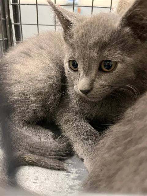 A baby small-sized male Domestic Short Hair cat named Mario for adoption in Las Vegas, NV