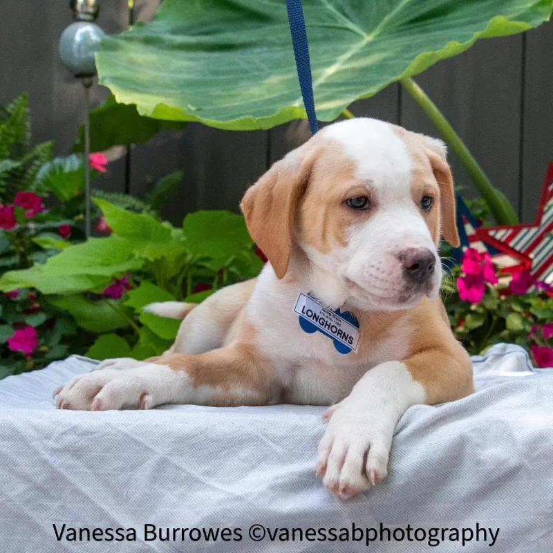 A baby small-sized male Yellow / Tan / Blond / Fawn Labrador Retriever dog named Longhorns for adoption in Wake Forest, NC