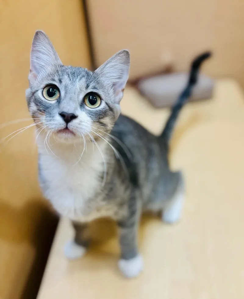 A young medium-sized male Domestic Short Hair cat named Cloud for adoption in Mansfield, TX
