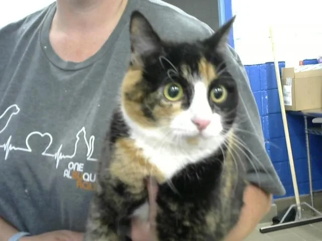 A young medium-sized female Domestic Short Hair cat named Bubbles for adoption in Albuquerque, NM
