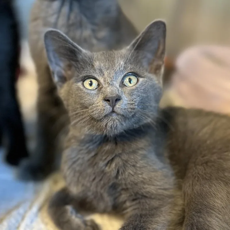 A baby small-sized male Gray / Blue / Silver Domestic Short Hair cat named Oliver for adoption in Washington Township, OH