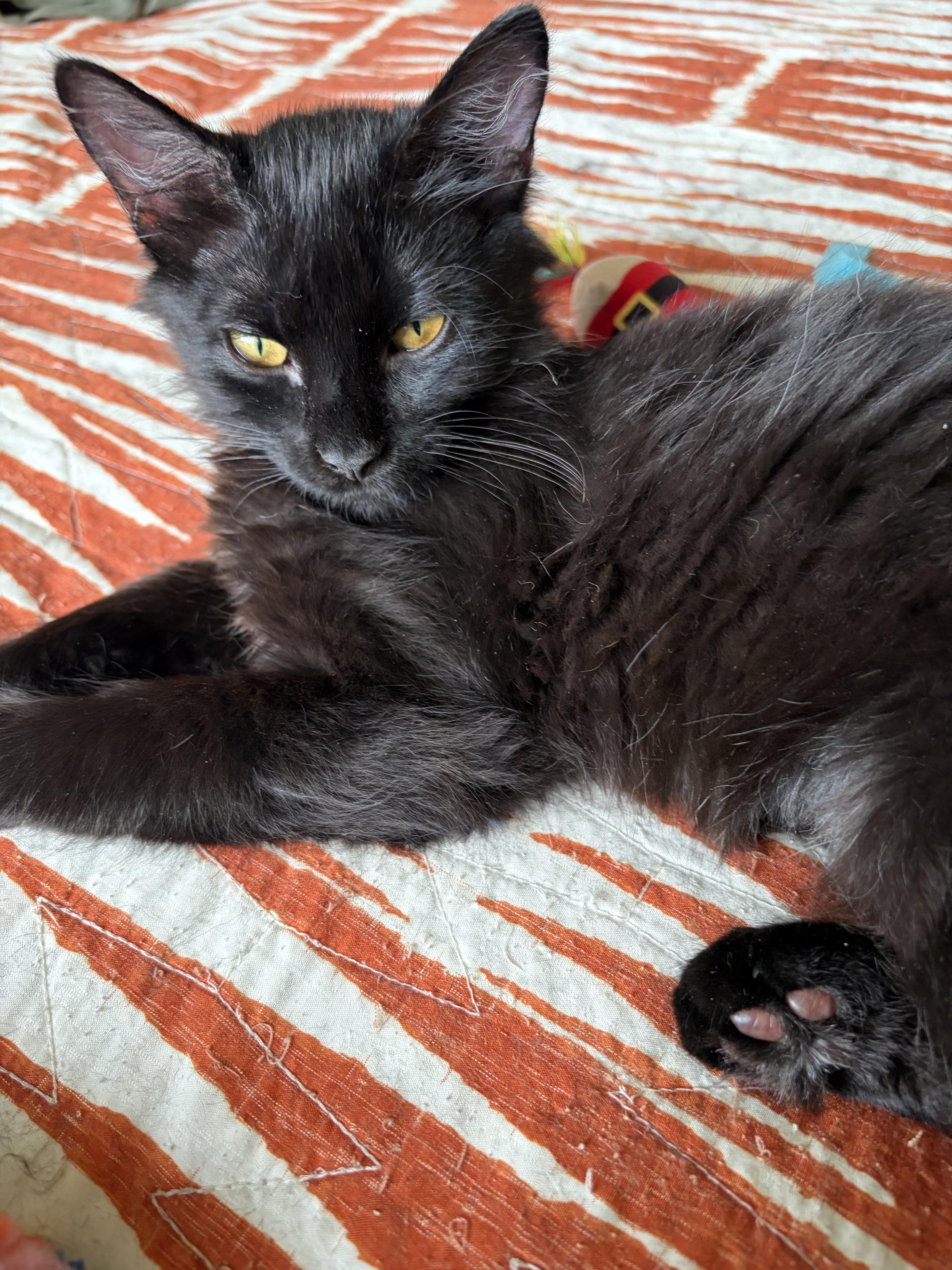 A young medium-sized female Black Domestic Long Hair cat named Raven for adoption in Bentonville, AR