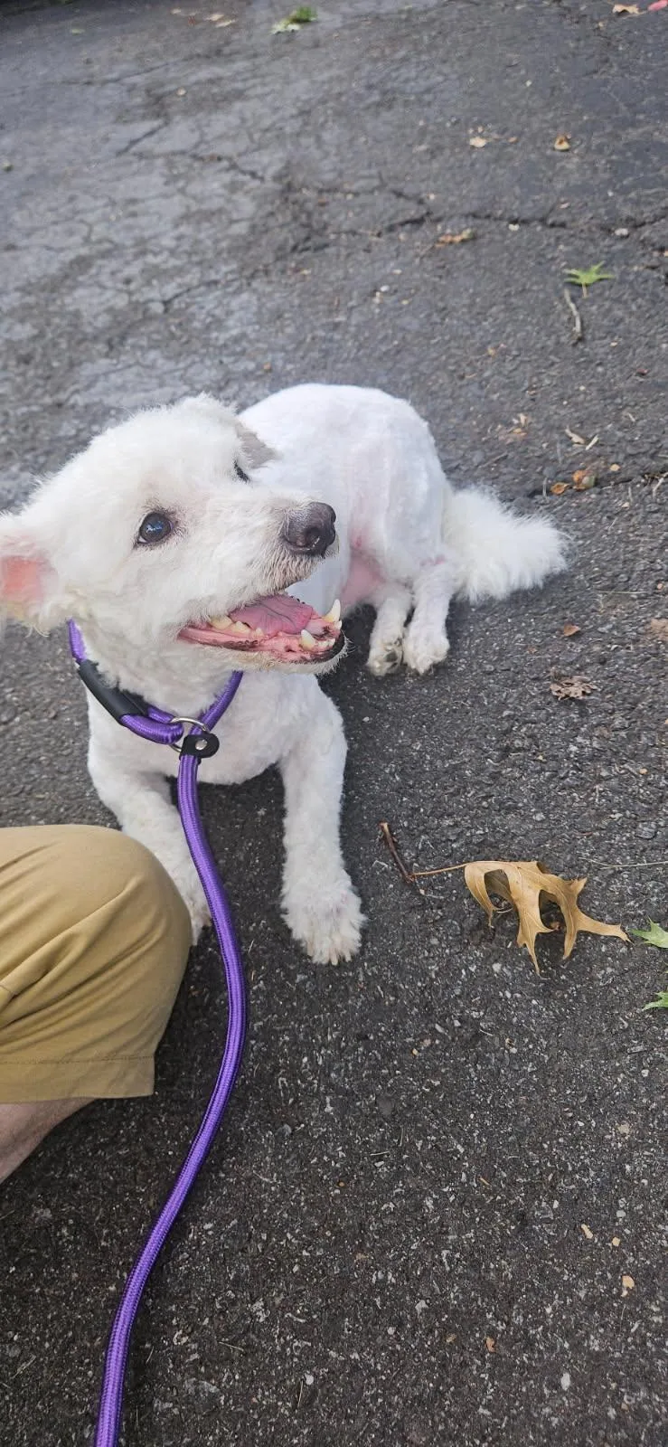 An adult small-sized female Bergamasco dog named Brandon for adoption in Palisades Park, NJ