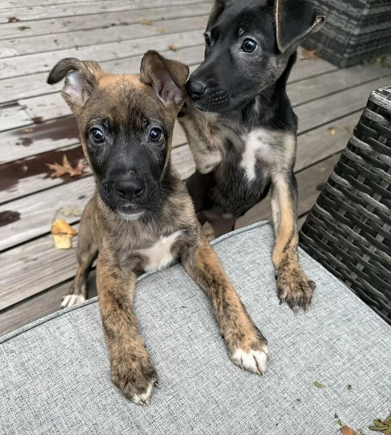 A baby medium-sized female Mountain Cur dog named Skittles for adoption in Willingboro, NJ