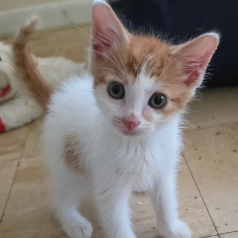 A baby small-sized male White Domestic Short Hair cat named Rocket Pop for adoption in Melrose, FL