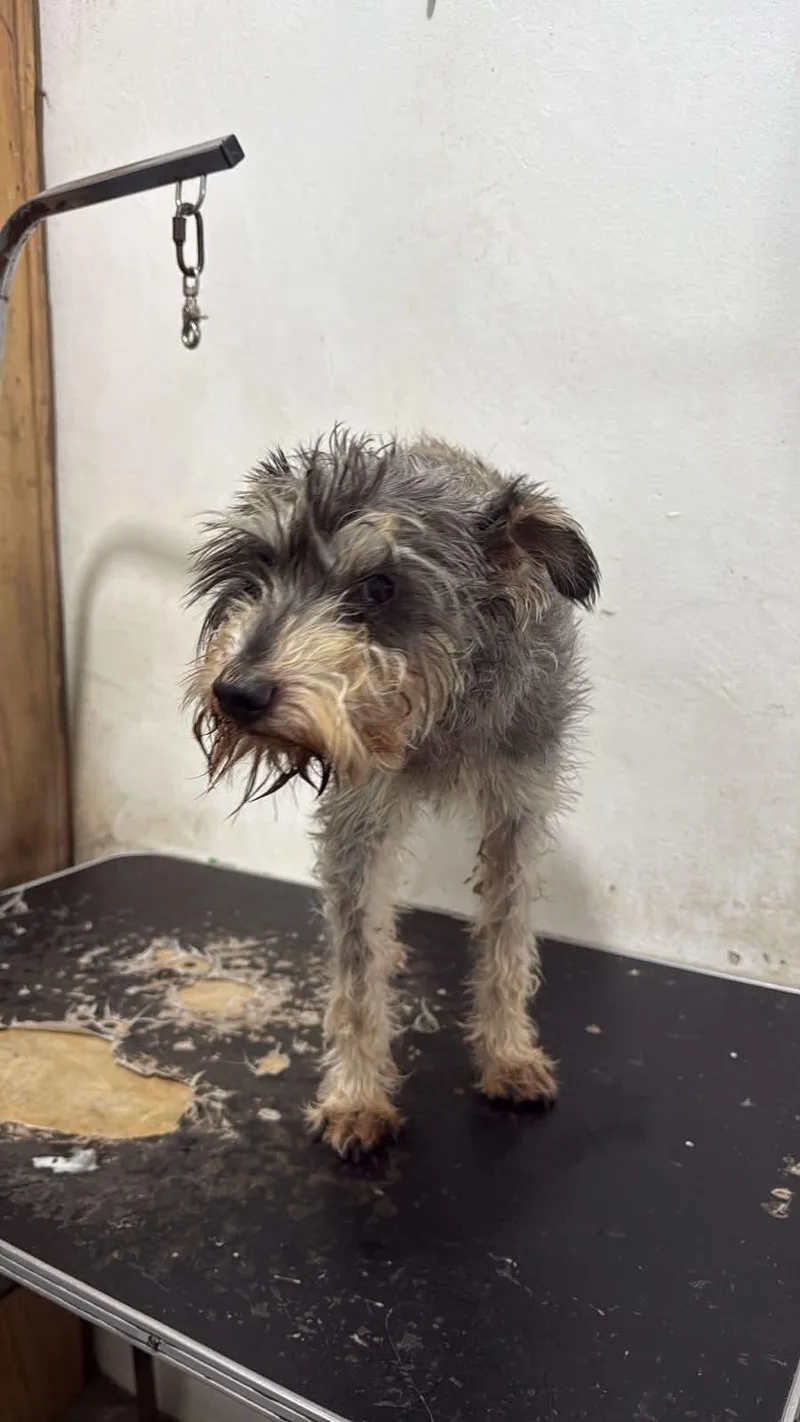 An adult small-sized male Schnauzer dog named Finch for adoption in San Diego, CA