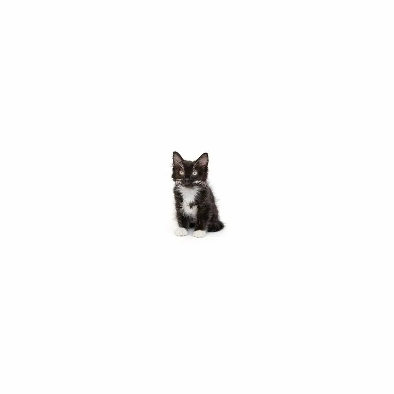 A baby small-sized female Black Domestic Medium Hair cat named Sparkle for adoption in Playa Vista, CA