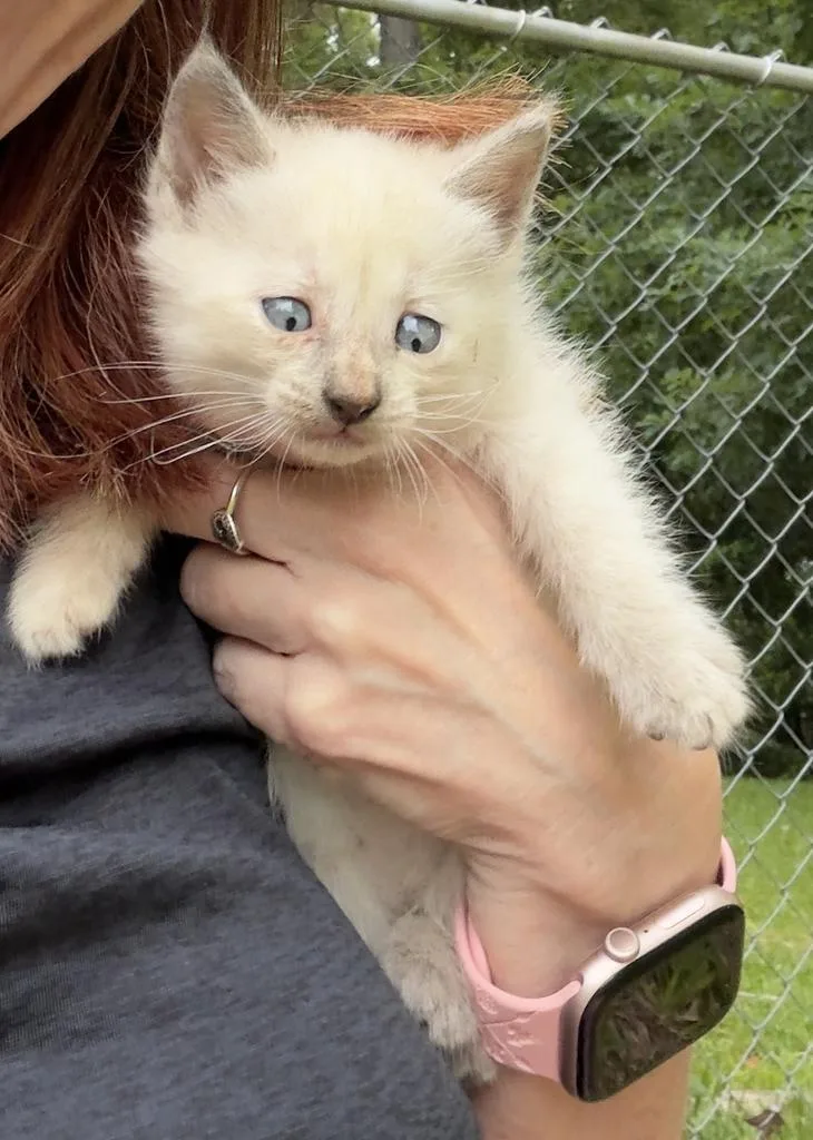 A baby medium-sized female Domestic Short Hair cat named Skippy for adoption in Florence, SC