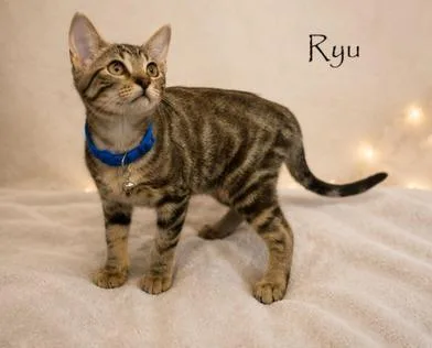 A baby small-sized male Tabby (Brown / Chocolate) Domestic Short Hair cat named Ryu for adoption in Liverpool, TX