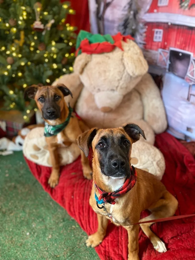 Petite Boxer  Black thumbnail 2