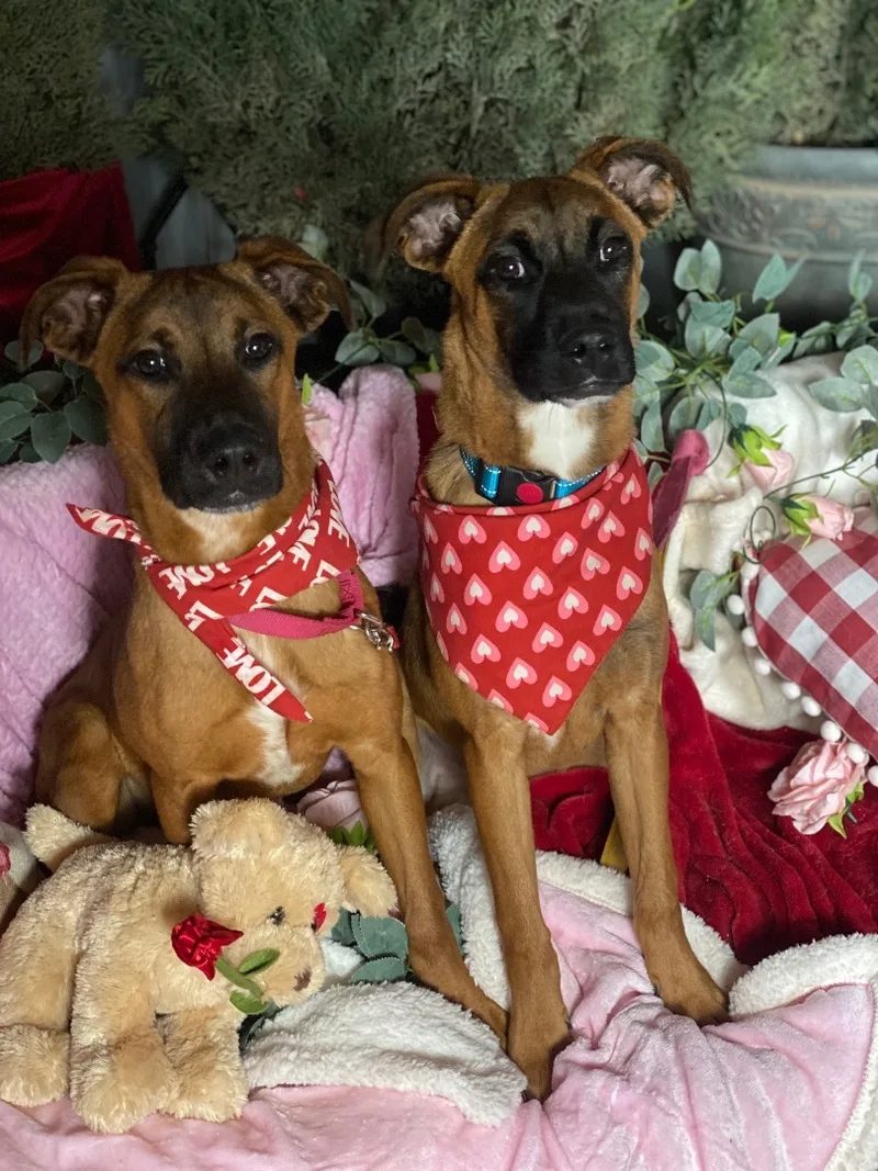 Petite Boxer  Black thumbnail 3