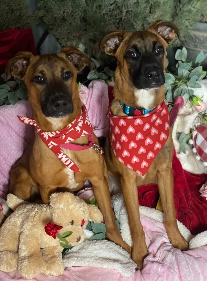 Petite Boxer  Black thumbnail 4