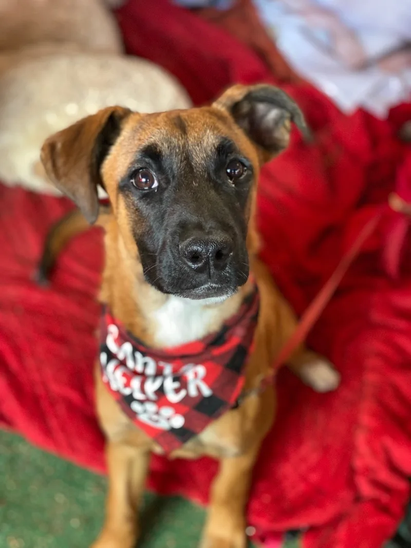 Petite Boxer  Black thumbnail 5