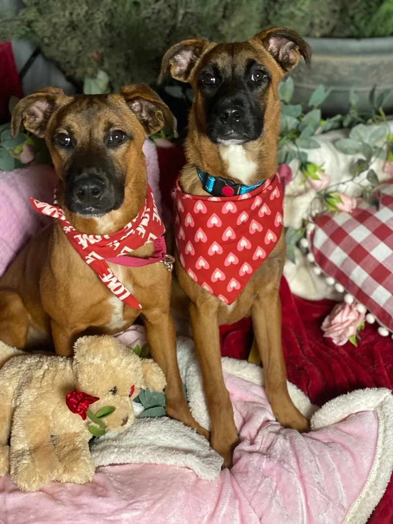 Petite Boxer  Black thumbnail 6