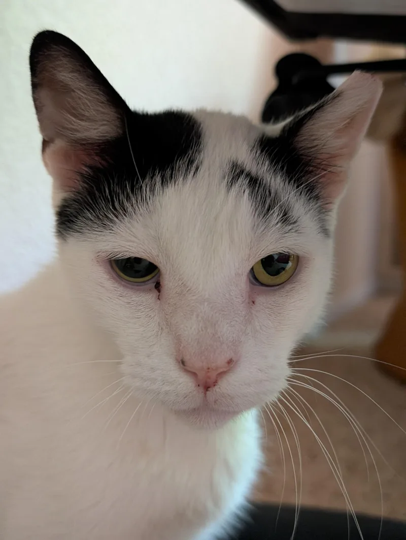 Bean thumbnail 2