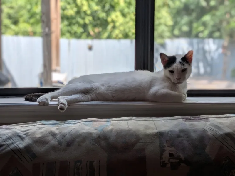 Bean thumbnail 3