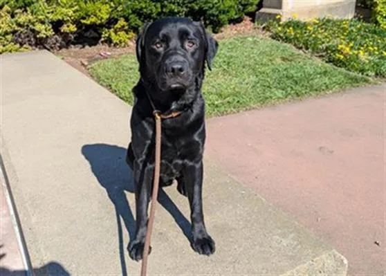 A young large-sized male Labrador Retriever dog named Benny Benassi for adoption in Antioch, CA