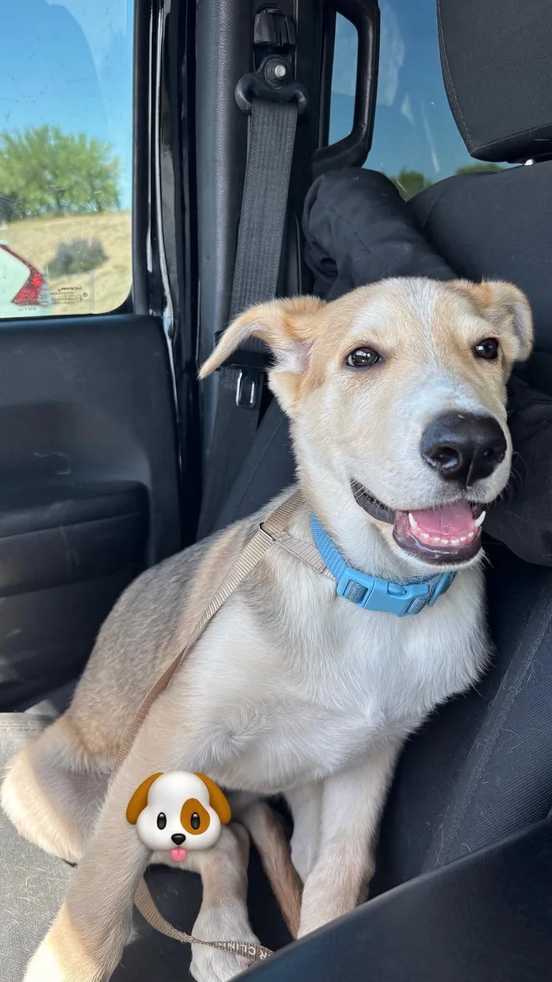 A baby medium-sized male Husky dog named Noodle for adoption in Tempe, AZ