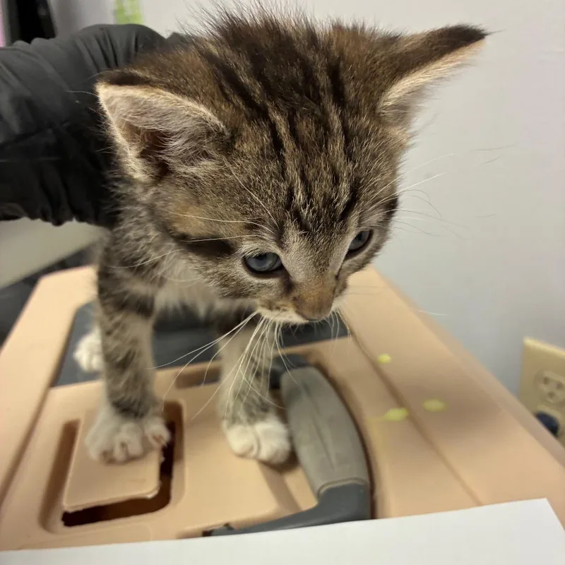A baby small-sized male Black Domestic Short Hair cat named Socks for adoption in Amarillo, TX