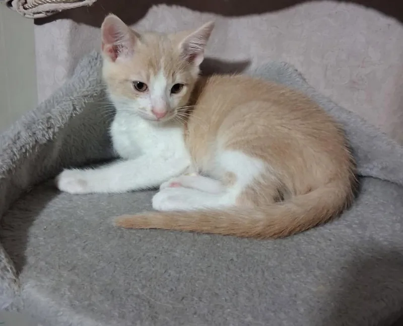 A baby small-sized male Domestic Short Hair cat named Peaches for adoption in Nashville, GA