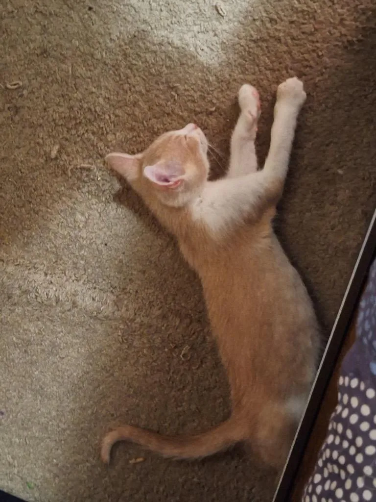 Peaches thumbnail 2