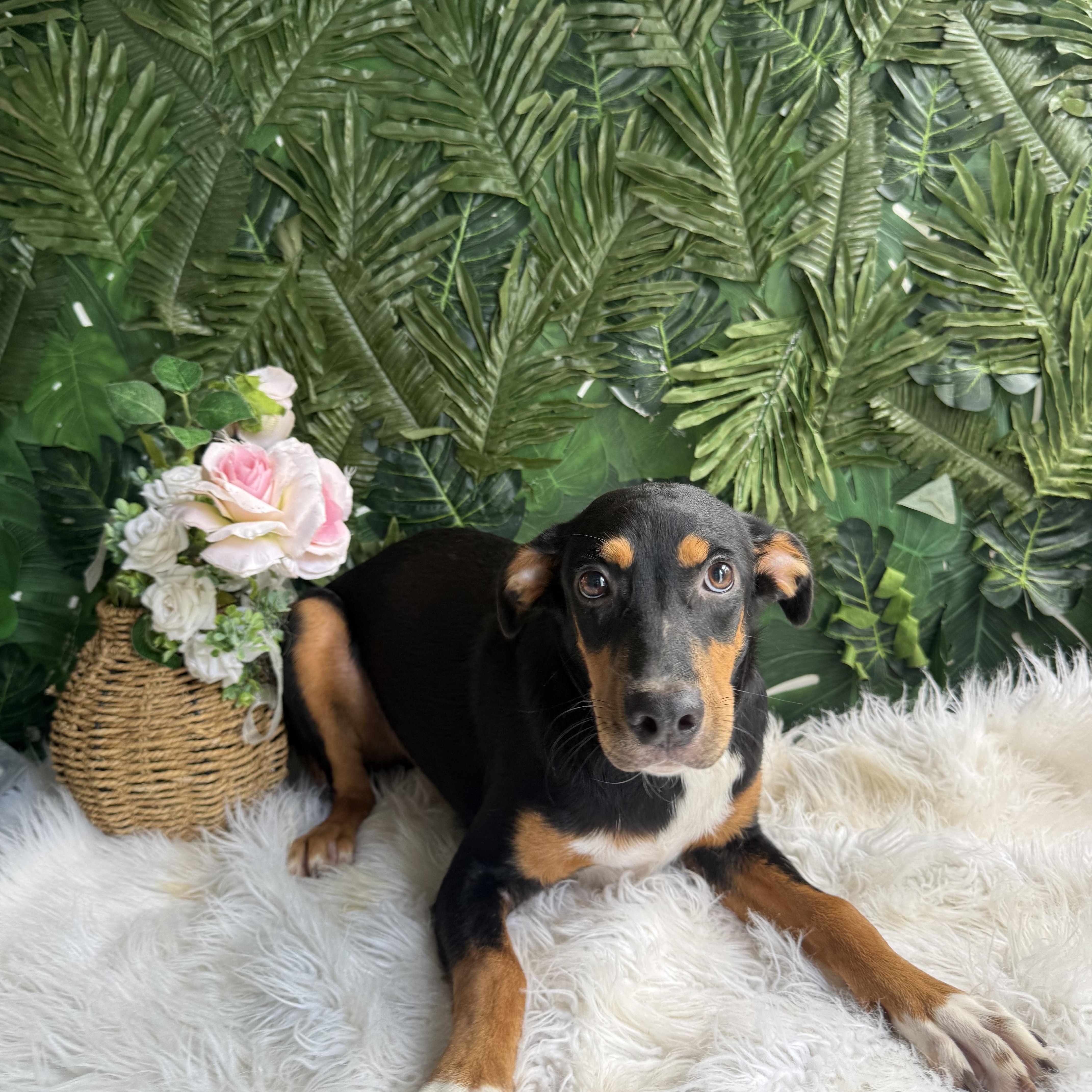 A baby medium-sized male Mixed Breed dog named Bean for adoption in Richmond, VA