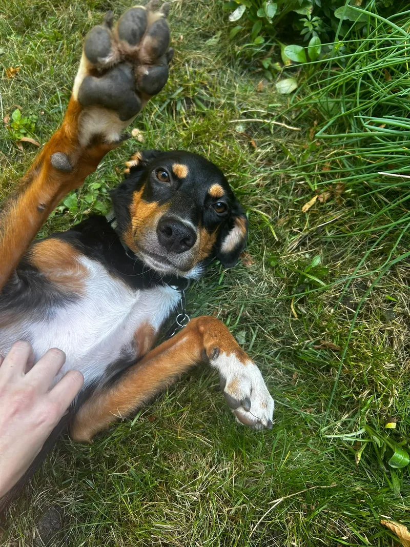 Bean thumbnail 2