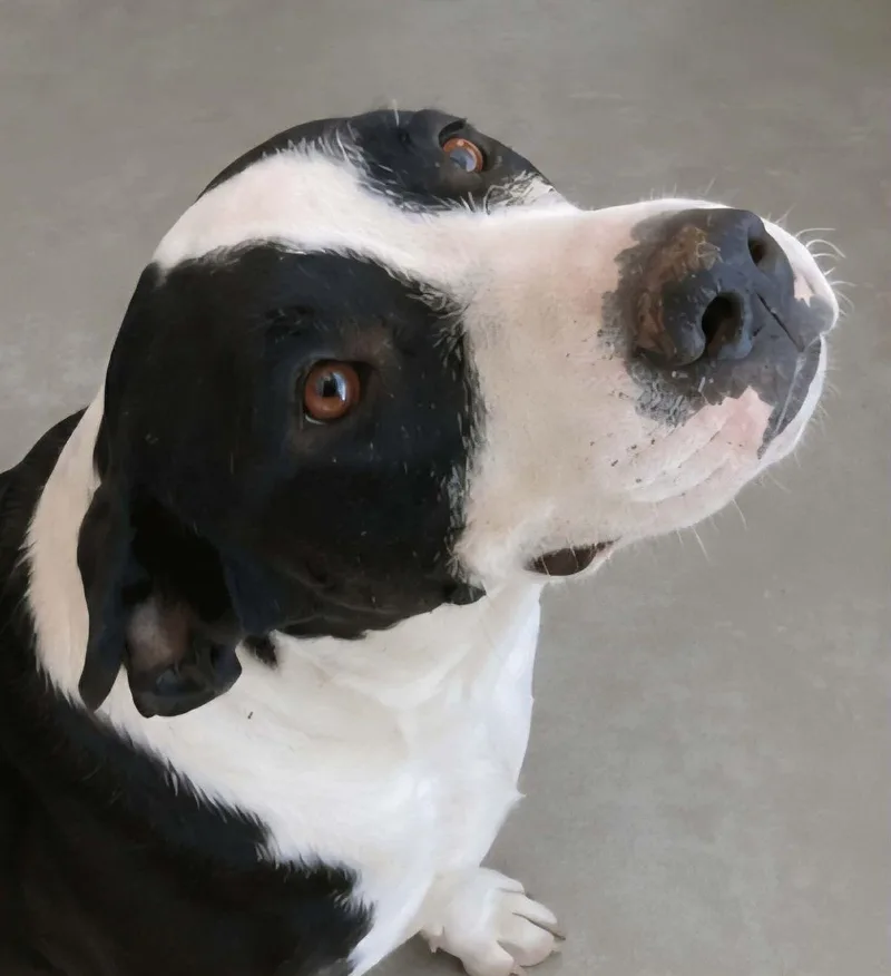 An adult medium-sized female Black American Staffordshire Terrier dog named Tera for adoption in Kingman, AZ