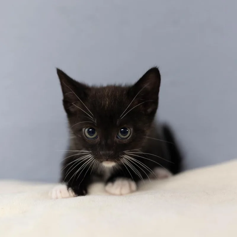 A baby small-sized male Black Domestic Short Hair cat named Talley for adoption in Talbott, TN
