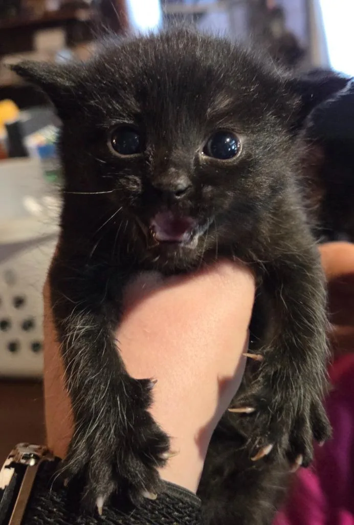 A baby small-sized female Domestic Short Hair cat named Pebbles for adoption in Rutherfordton, NC