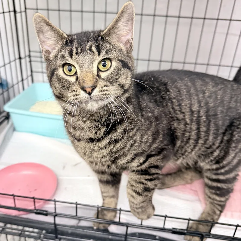 A young medium-sized male Tabby (Buff / Tan / Fawn) American Shorthair cat named Mossie for adoption in Philadelphia, PA