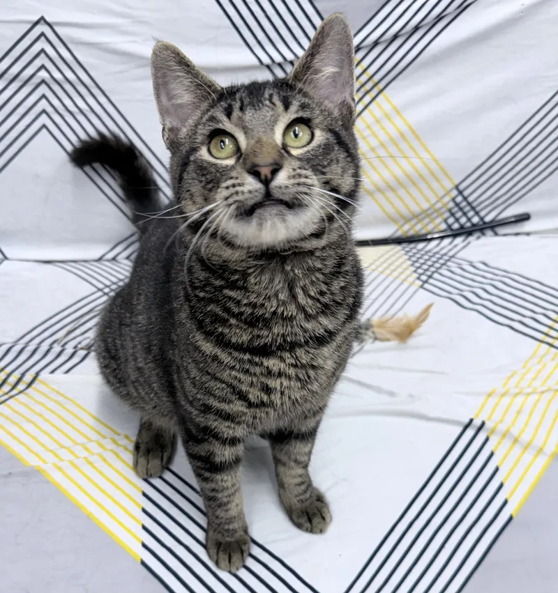 Mossie thumbnail 3
