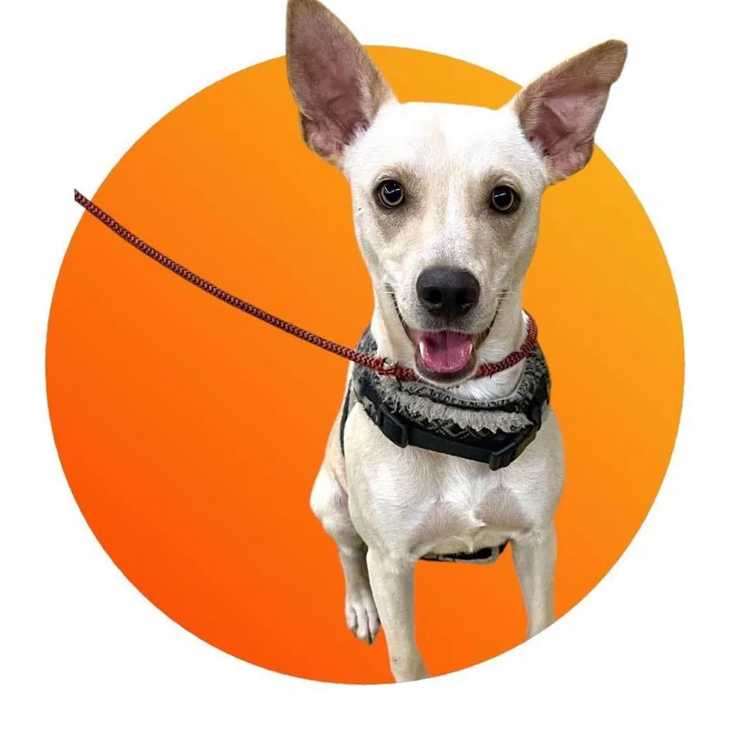 Humphrey thumbnail 2