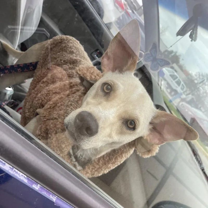 Humphrey thumbnail 3