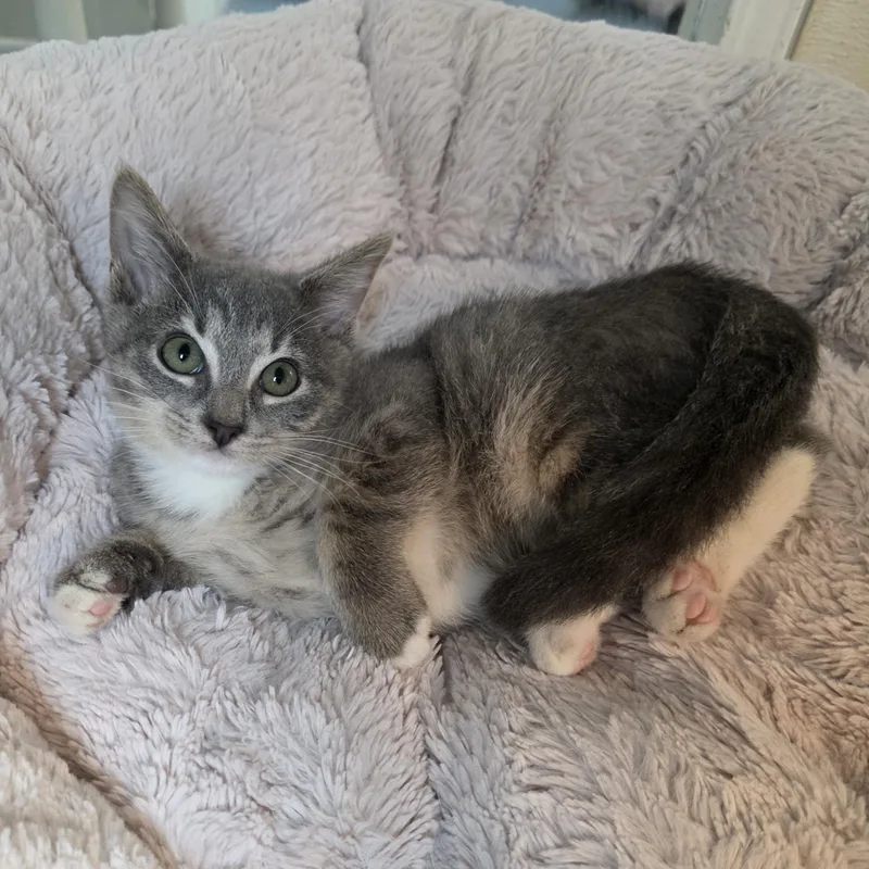 A young medium-sized male Tabby cat named Diamond for adoption in Greensboro, NC