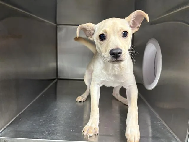 A baby small-sized male Terrier dog named Vernon for adoption in Fairfield, CA