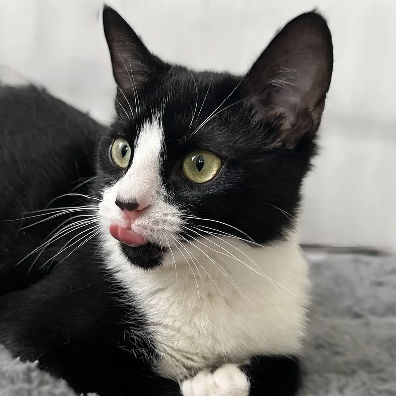 A young small-sized female Black & White / Tuxedo Tuxedo cat named Belinda for adoption in Philadelphia, PA
